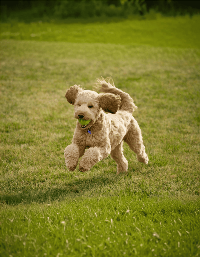 Dog playing fetch in a lush green park, joyful and active dog with tennis ball.