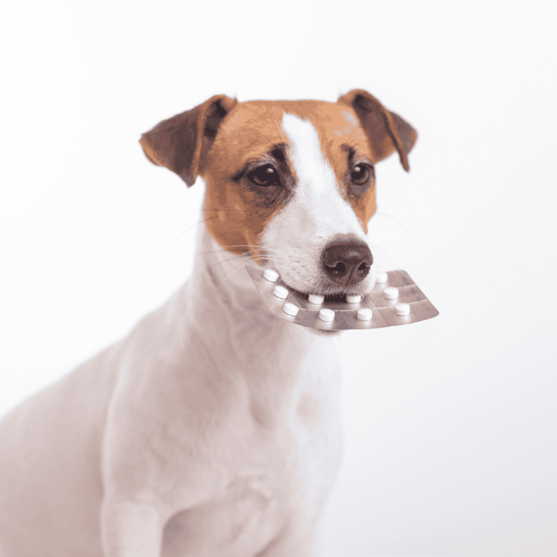 Dog with pill blister in mouth, healthcare, medication for pets, pill management.