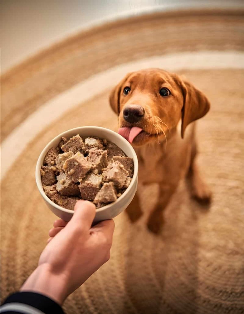 Close-up of a cute puppy eagerly licking food in bowl, highlighting dog food and pet nutrition.