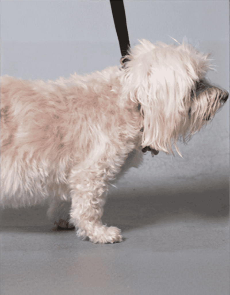 Adorable small fluffy dog with curly white coat, standing on a smooth gray background, perfect for grooming.