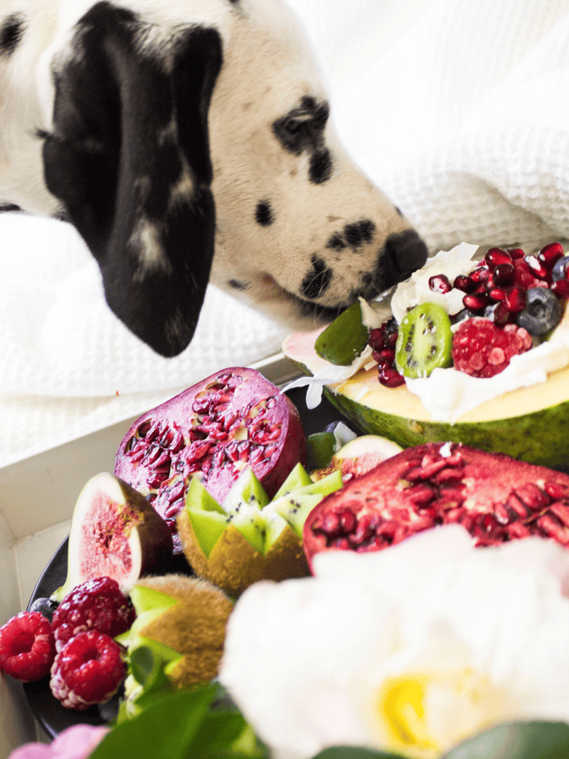 Dog enjoying fresh fruit treats in a cozy setting.