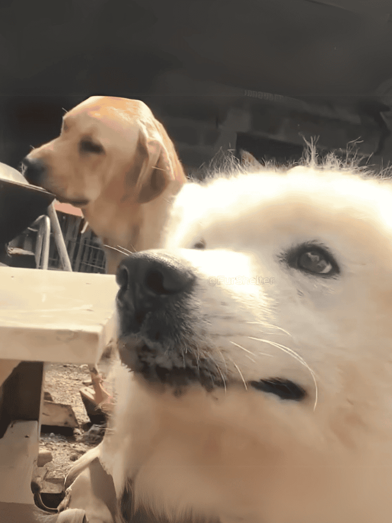 Dogs eating together at shelter, rescue and care for dogs, pet adoption, happy dogs foster home.