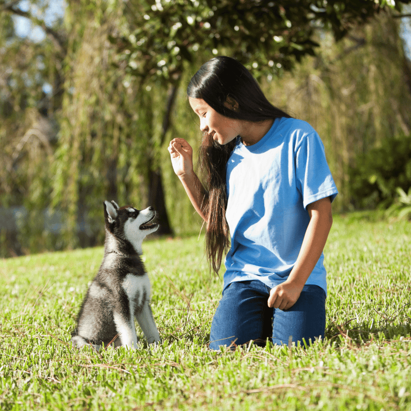 Cute husky puppy with girl in park.