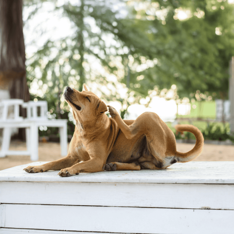 Dog grooming and scratching in a sunny outdoor park setting.