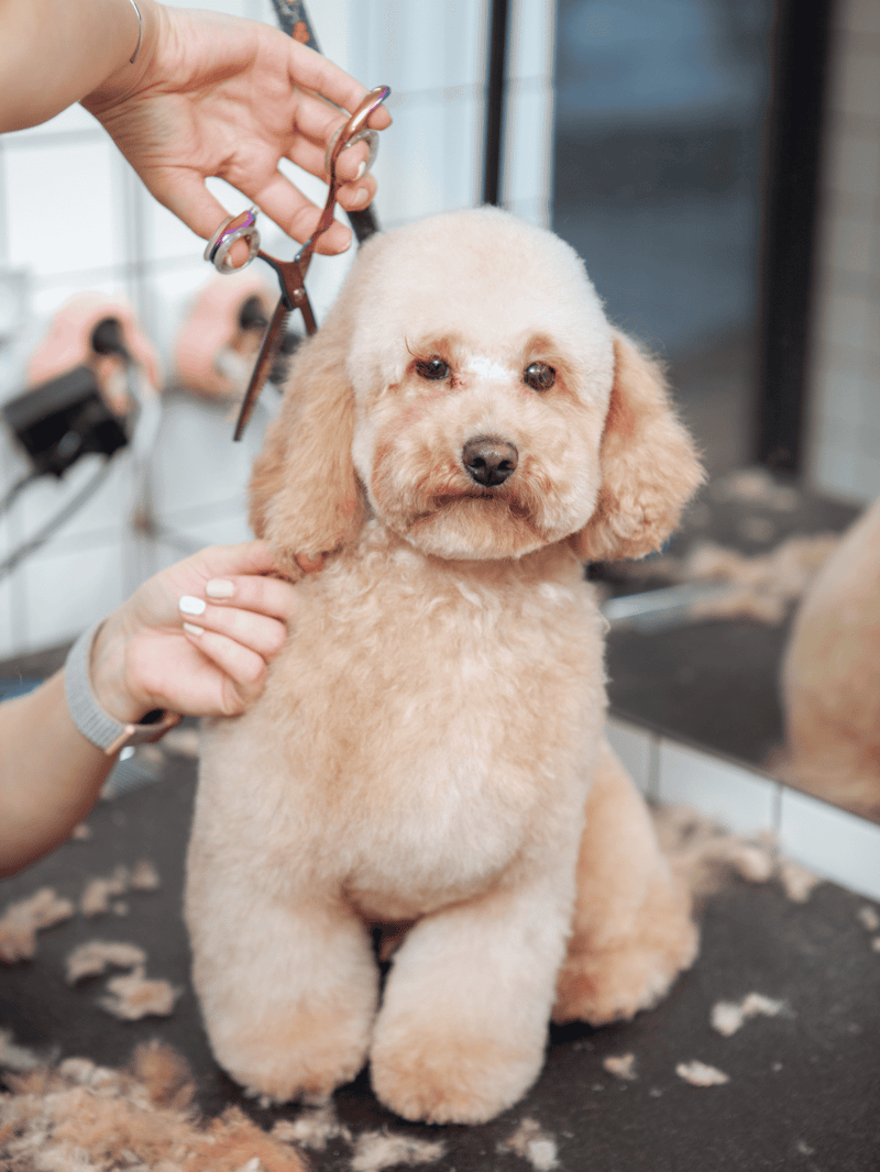 Dog grooming and grooming tools for pet hygiene.