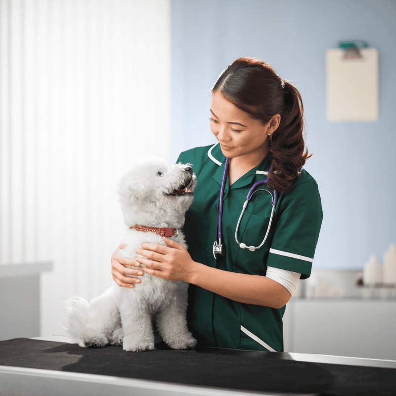 Veterinarian examining a playful white fluffy dog at clinic.