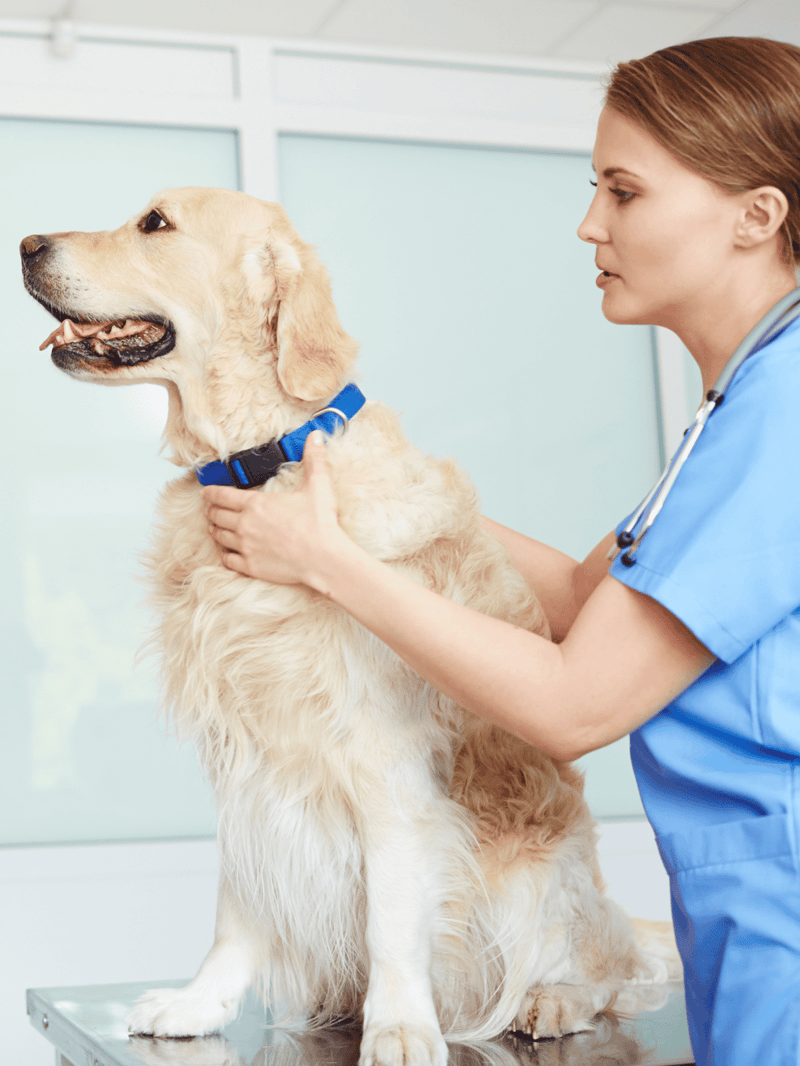Detailed dog health examination at veterinary clinic.