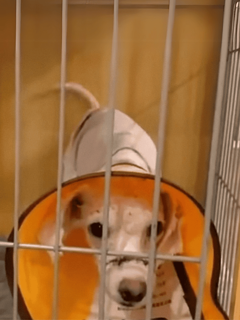 E-collar on a dog in a cage for training or safety purposes.