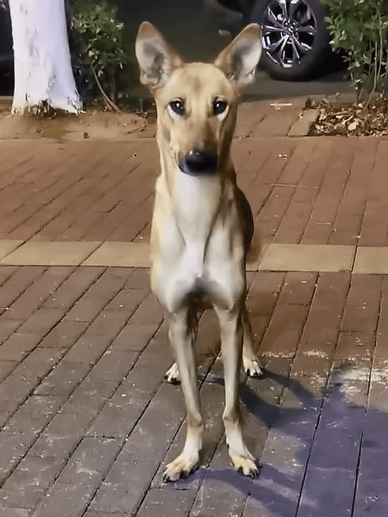Energetic dog sitting attentively on brick sidewalk, with green bushes and a parked car behind, showcasing playful and alert behavior.