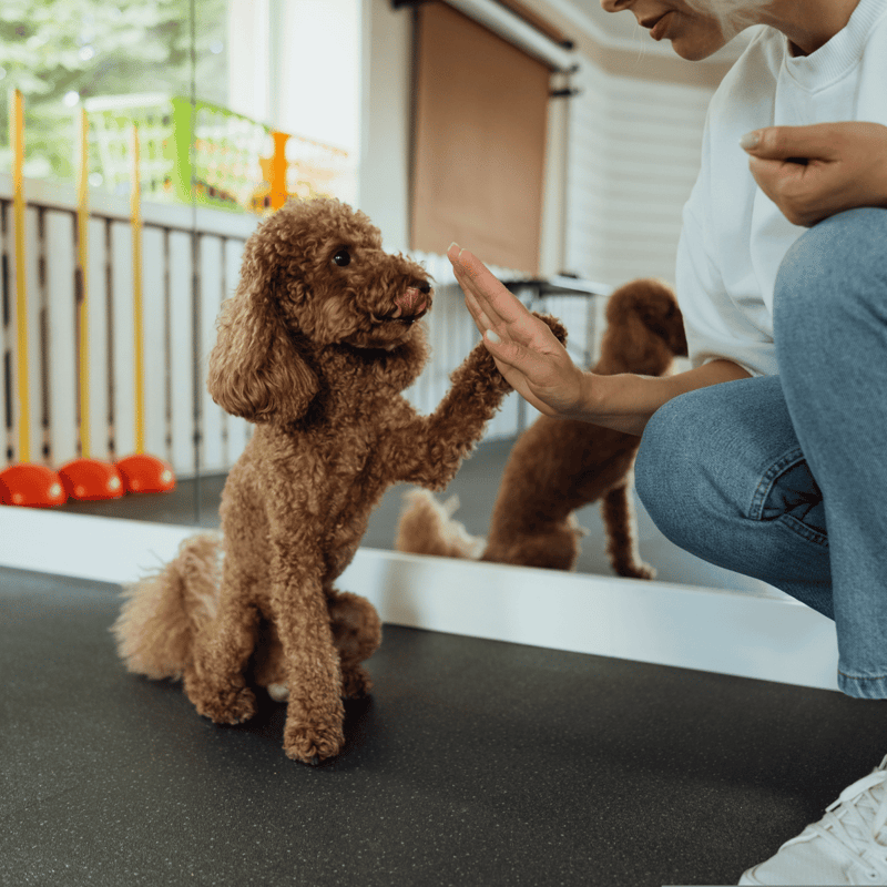 Cute brown poodle giving high five to trainer.