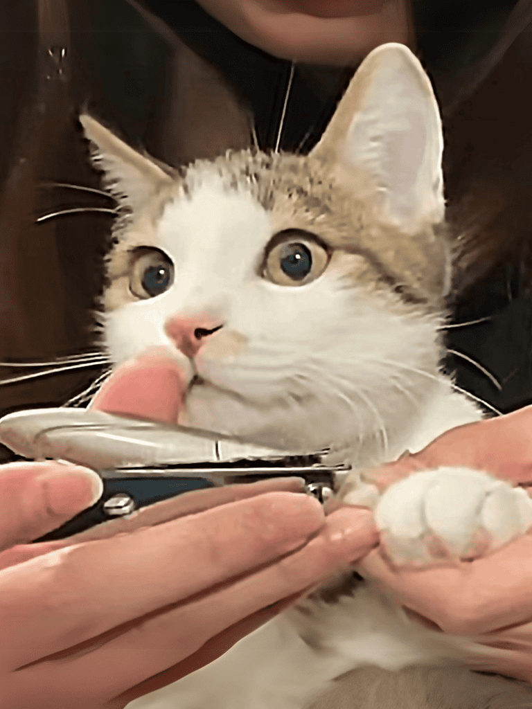 Adorable domestic kitten with curious expression, being gently handled.