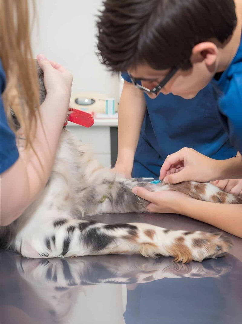 Vet giving a health exam to a dog lying on table, veterinary care, dog wellness checkup.