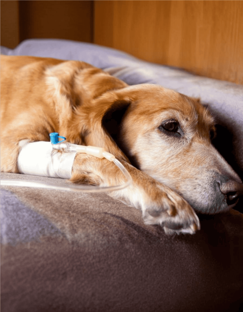 Dog lying on bed with IV drip, elderly dog in need of veterinary care, senior pet health assistance, comfort for aging dogs.