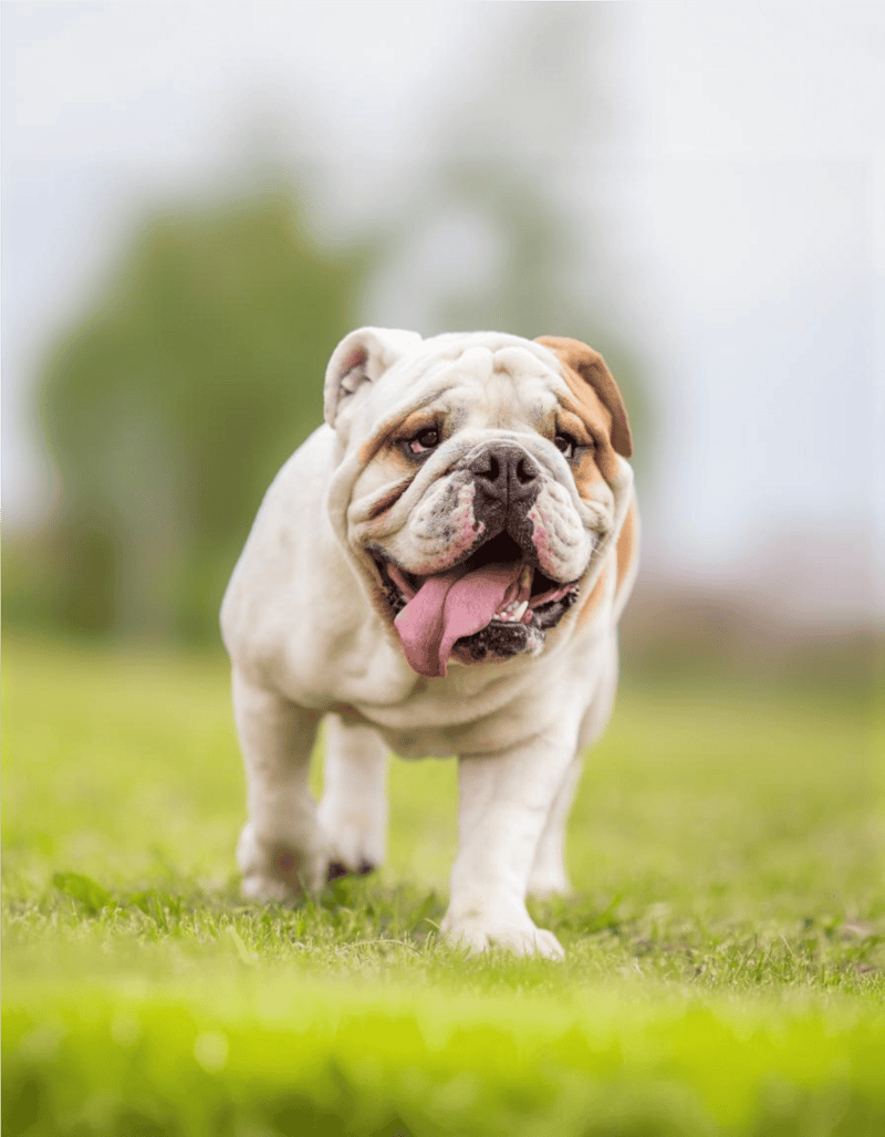 Adorable bulldog walking on grass, showcasing healthy, happy dog care, perfect for pet wellness articles.