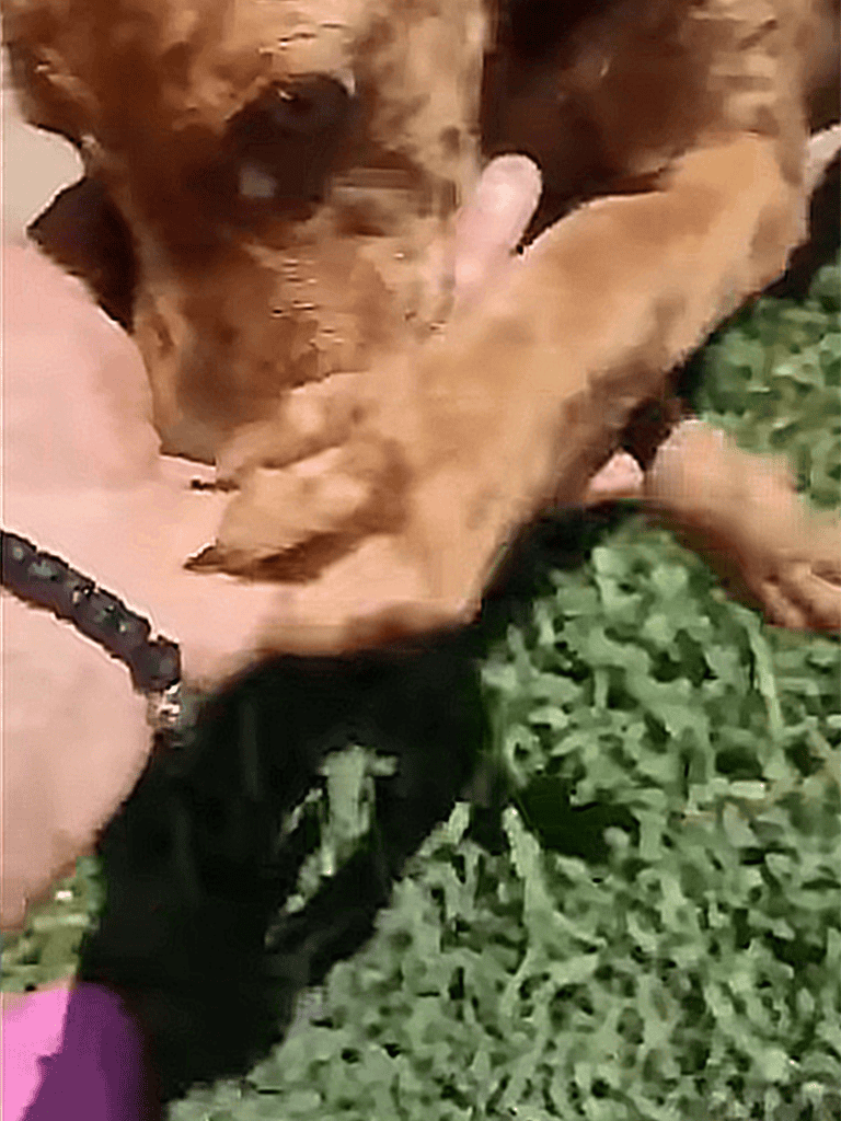 Adorable dog rescue scene with a caring person helping a dog outdoors.