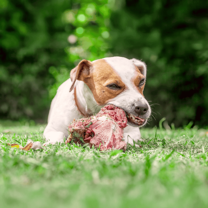 Dog chewing raw meat outdoors with lush green background.