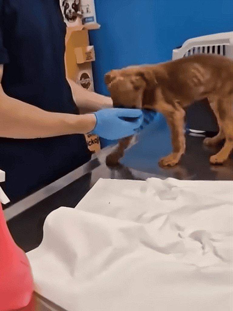 Dog getting veterinary exam, vet wearing gloves, health checkup for dog.