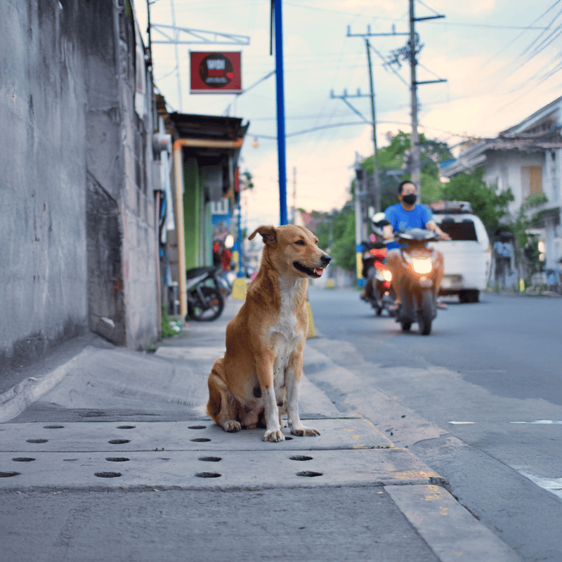Dog sitting calmly on pavement near street, urban scene with motorcycles and vehicles in background.