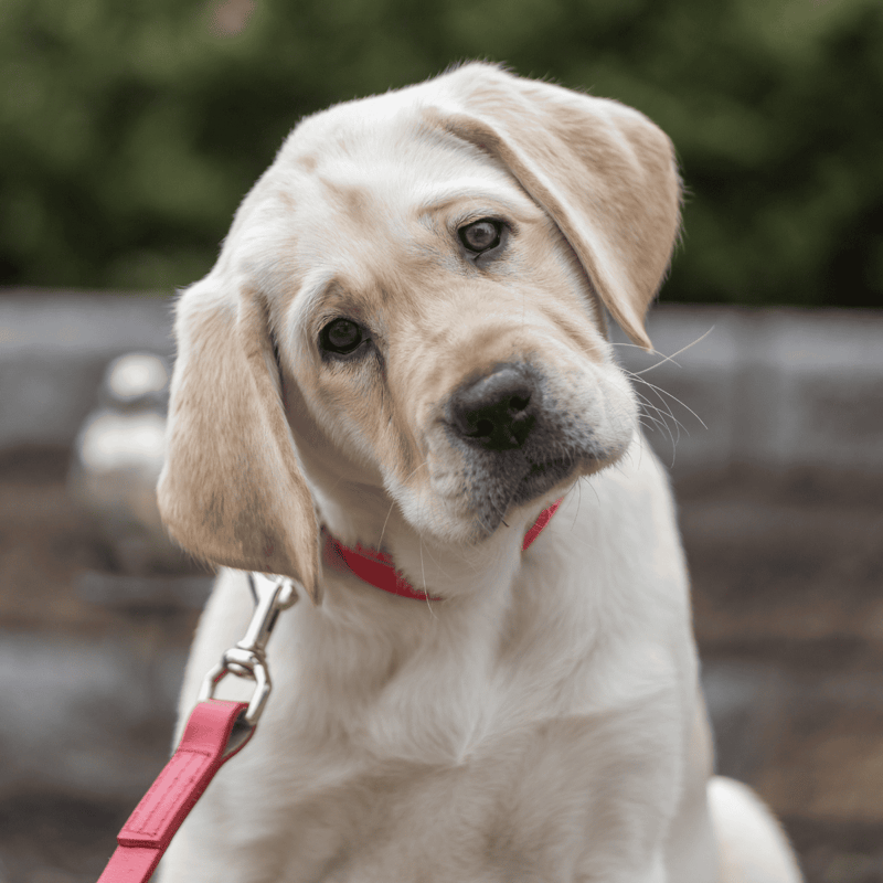 Adorable Labrador puppy with a red collar, looking curious outdoors.