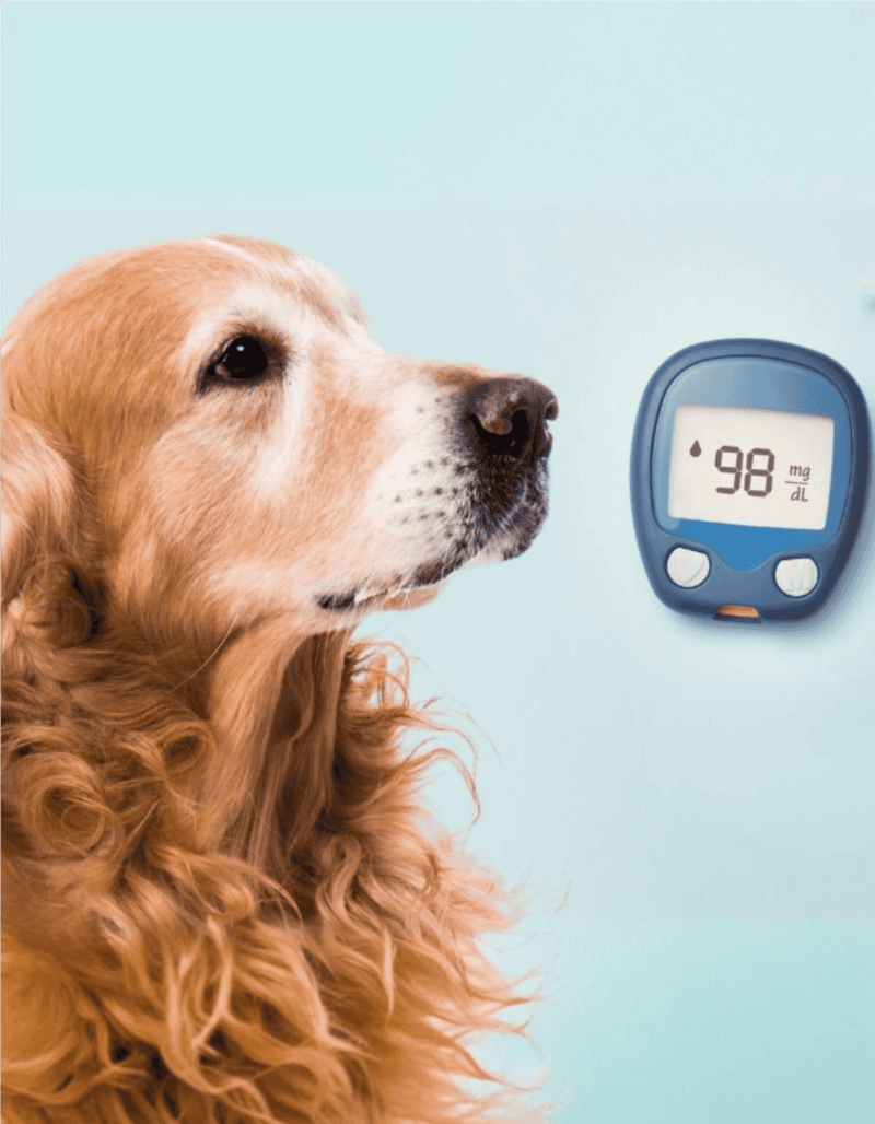 Dog with blood glucose meter at veterinary clinic.