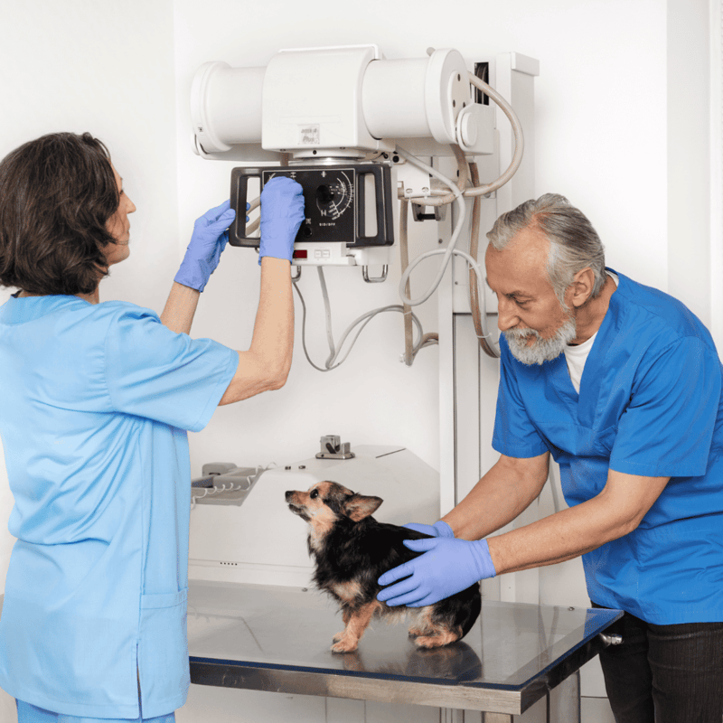 Vet kissing dog for X-ray diagnostics.