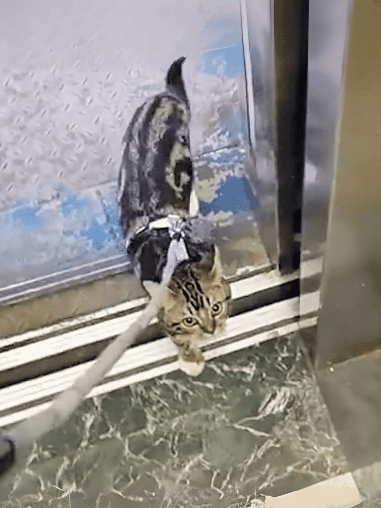 Cute cat peeking under elevator door, exploration and curiosity in indoor pet life.