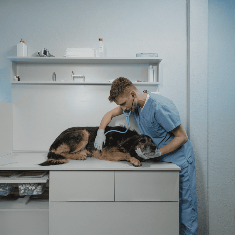 Veterinarian examining a dog at clinic.