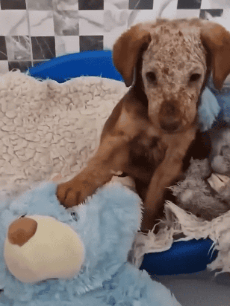 Cute puppy playing with blue plush toy and blanket, adorable and fluffy dog for pet lovers.