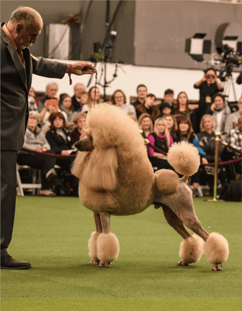 Close-up of a well-groomed Poodle during a dog show event, with an attentive judge and a crowd of spectators in the background, showcasing grooming and training skills.