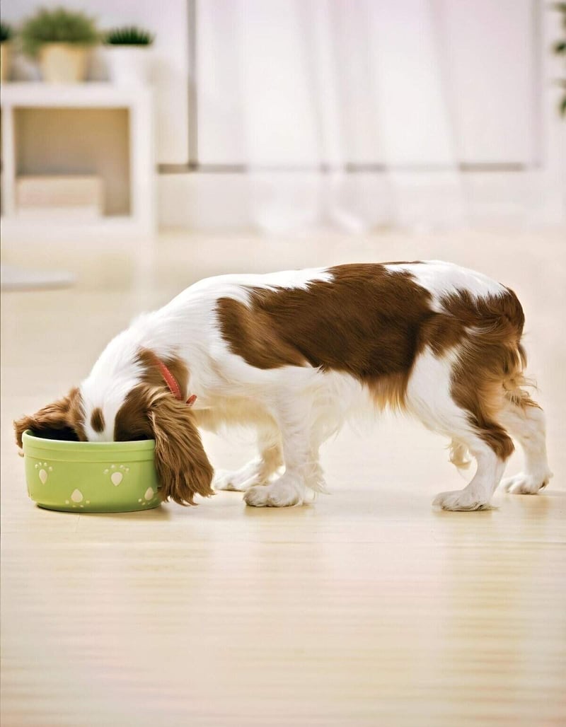 Adorable dog enjoying food in a cozy home setting.