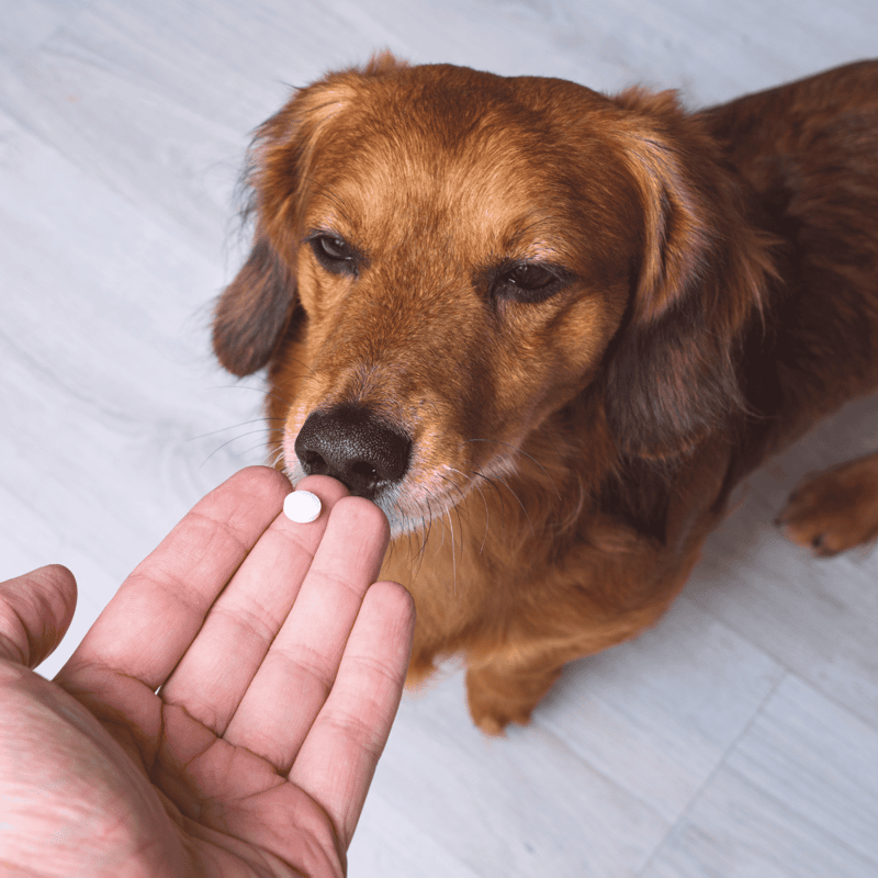 ALT: Close-up of a dog receiving medication from a person’s hand, pet health care, dog medicine.