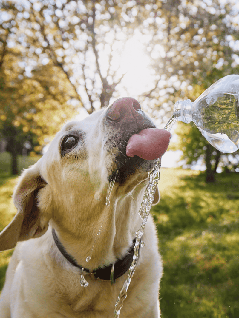 A happy dog drinking water from a bottle outdoors on a sunny day in the park.