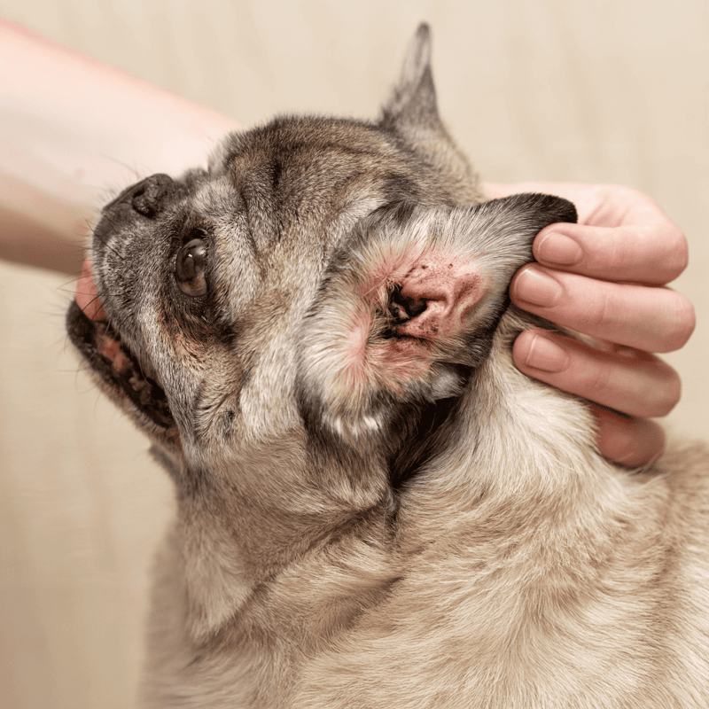 Close-up of a dog being examined by a veterinarian.