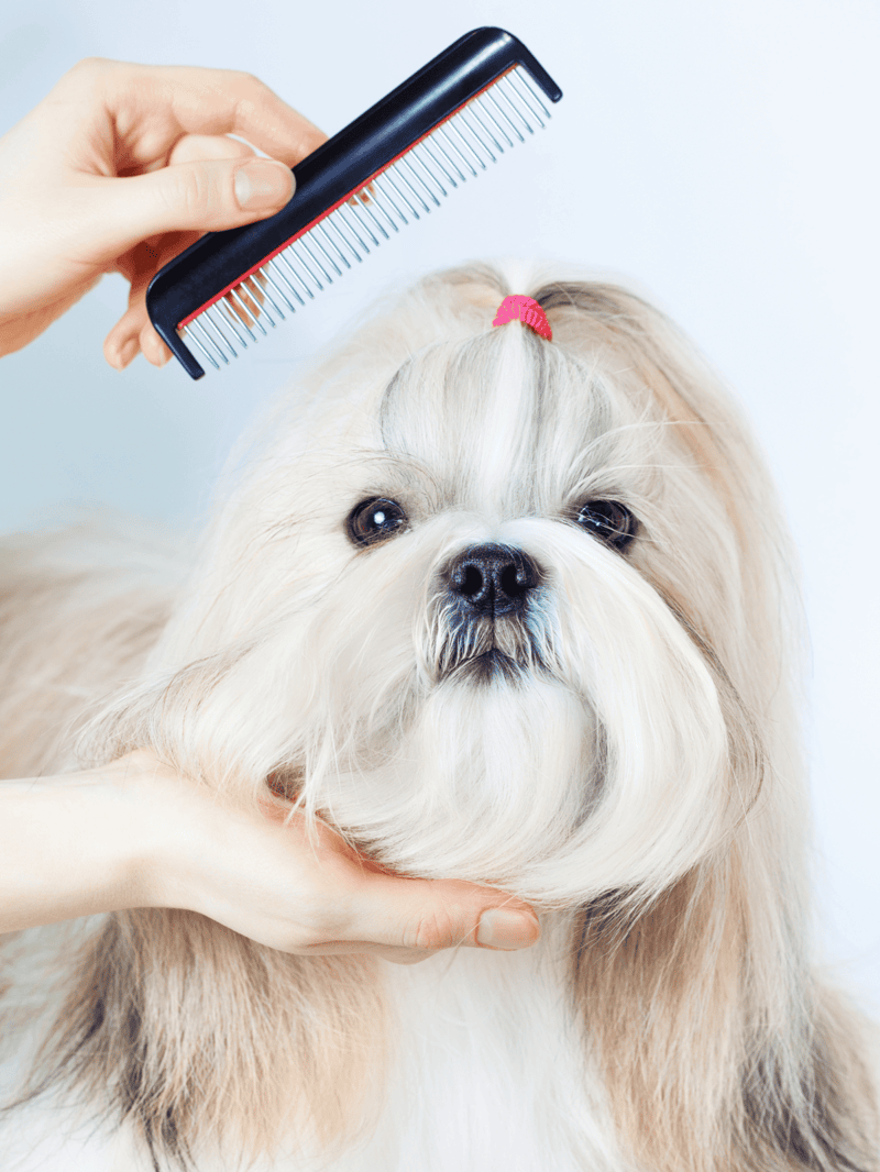 Dog grooming, dog brushing, pet grooming, grooming tips, grooming tools.