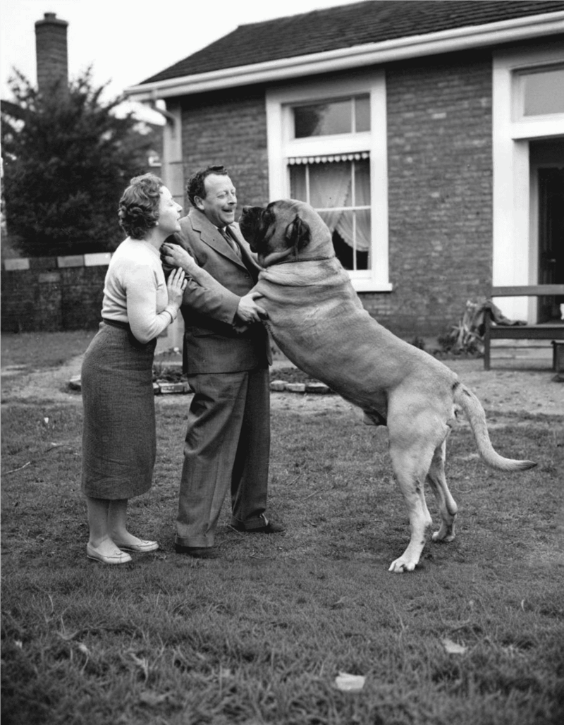 Large dog excitedly welcomes family at home.