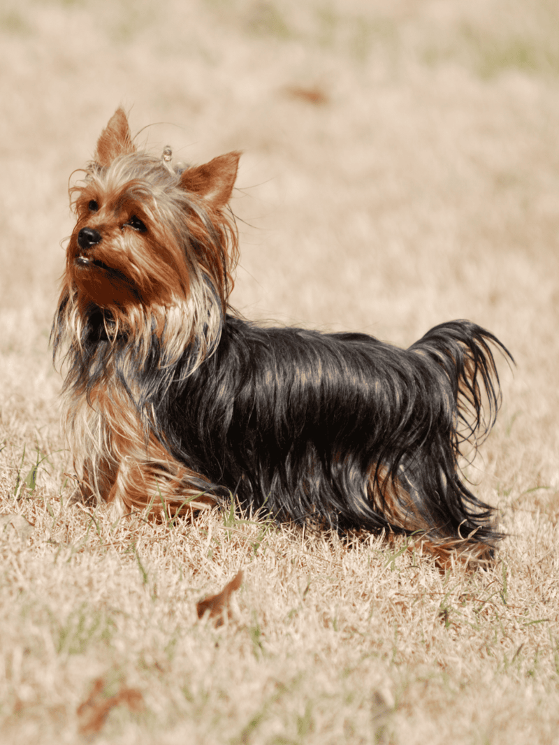 Cute small dog on dry grass, nothing in background.