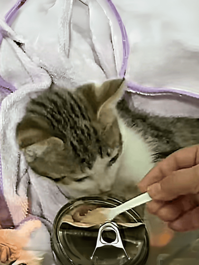 Cats eating from a bowl.