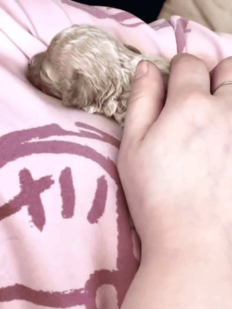 Adorable puppy cuddling with a hand on a pink blanket with dog-themed print.