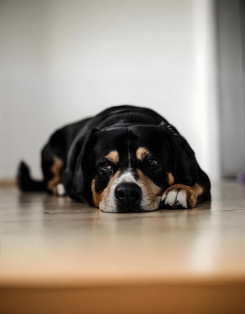 Dog lying on the floor with a relaxed expression, perfect for pet care and dog wellness topics.