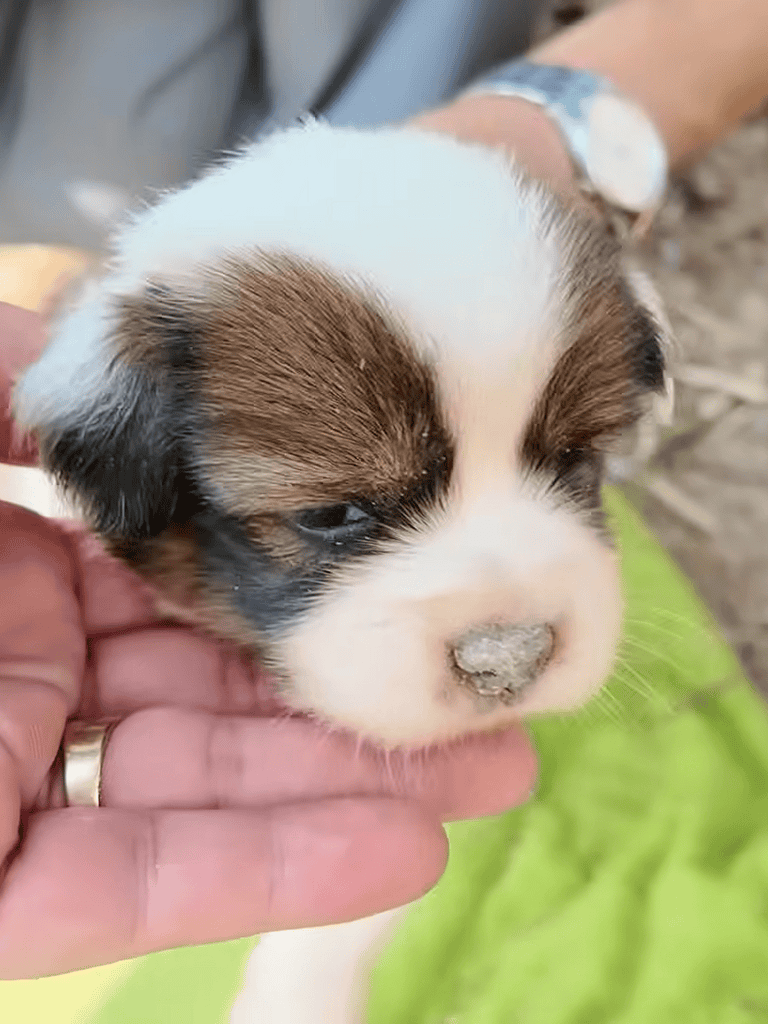 Adorable puppy with brown, white, and black fur, held gently outdoors.