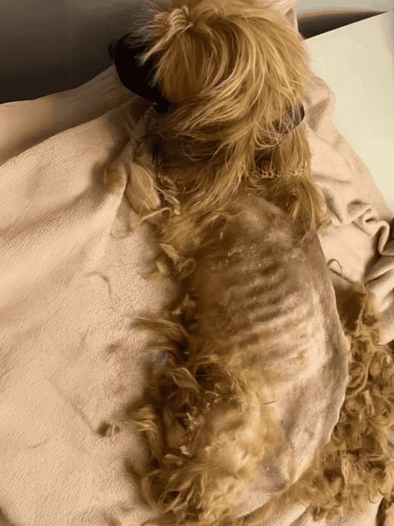 Well-groomed dog with a freshly trimmed coat and stylish haircut resting on a cozy bed.