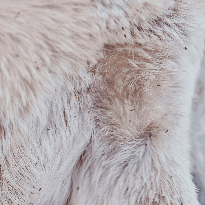 Close-up of a dog’s fur and skin, showing the importance of grooming and skin health.