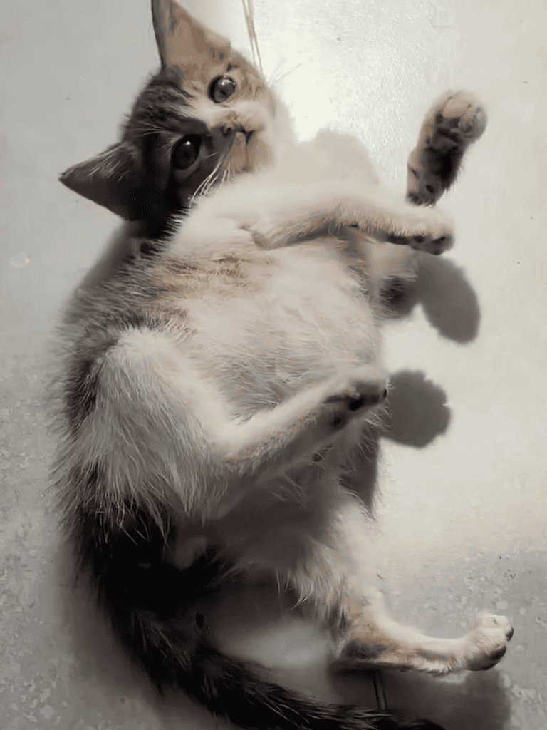 Adorable kitten playing, lying on its back with curious eyes and soft fur.