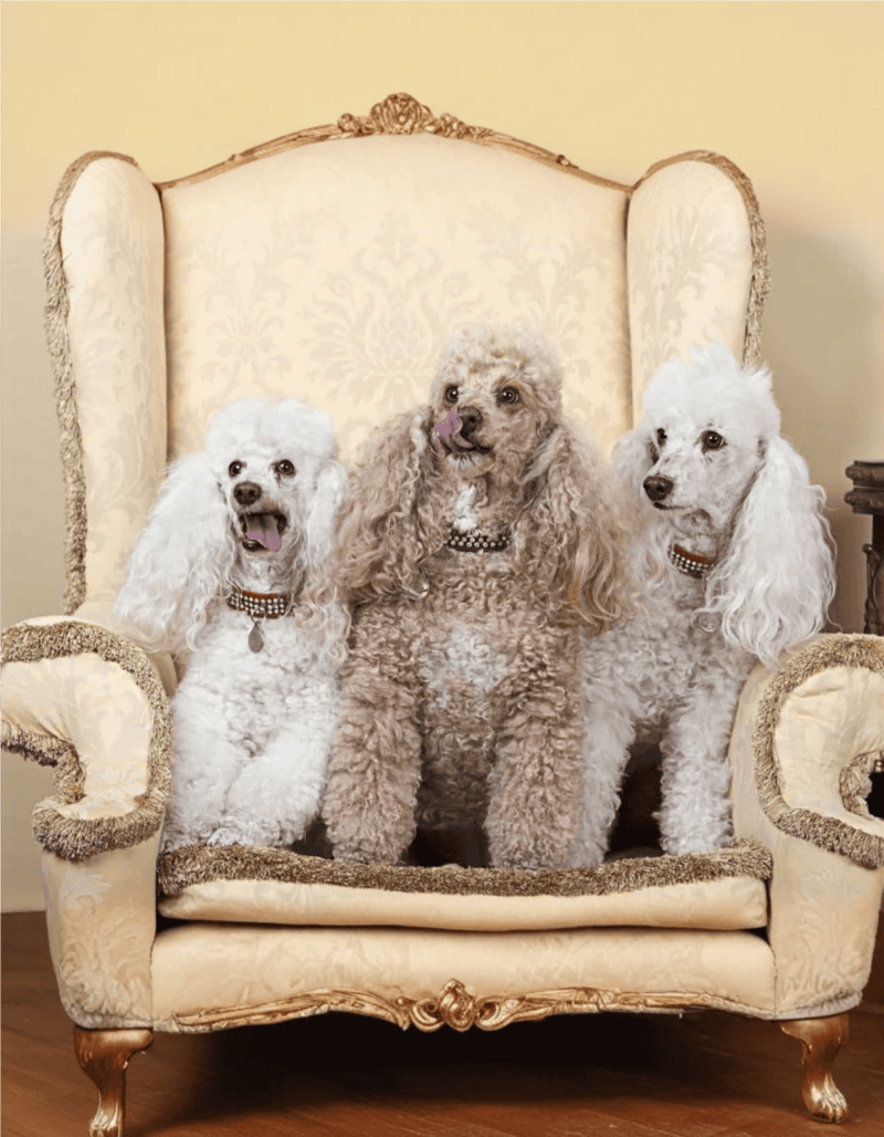 Adorable poodles sitting on ornate vintage sofa, showcasing dog grooming and pet care.