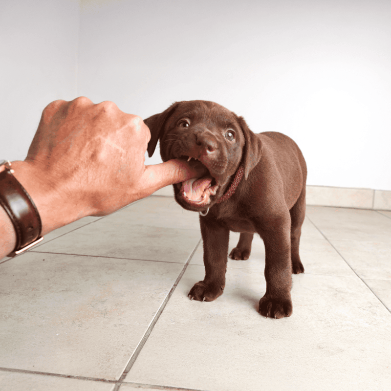 Playful brown puppy interacting with a person's finger, demonstrating training and socialization.