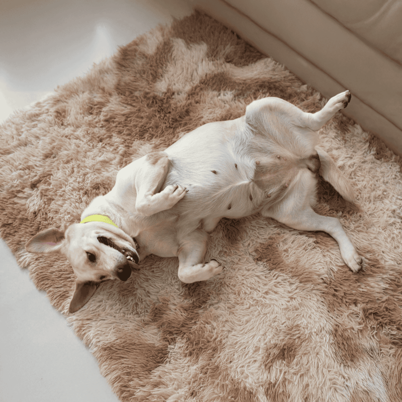 Cute golden retriever puppy relaxing on soft shaggy carpet.