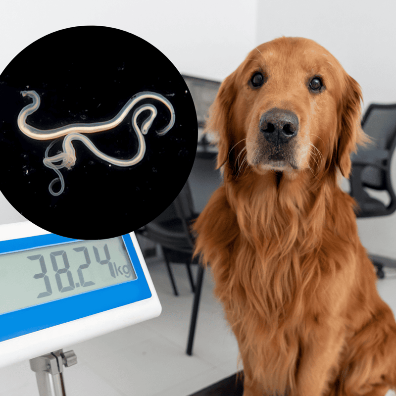 NE metallic worms in dog, veterinary parasite illustration for pet health.