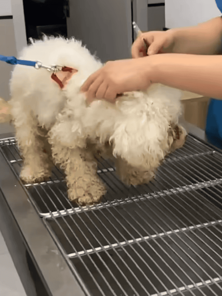 Dog grooming at vet clinic, fluffy white dog getting groomed on table.