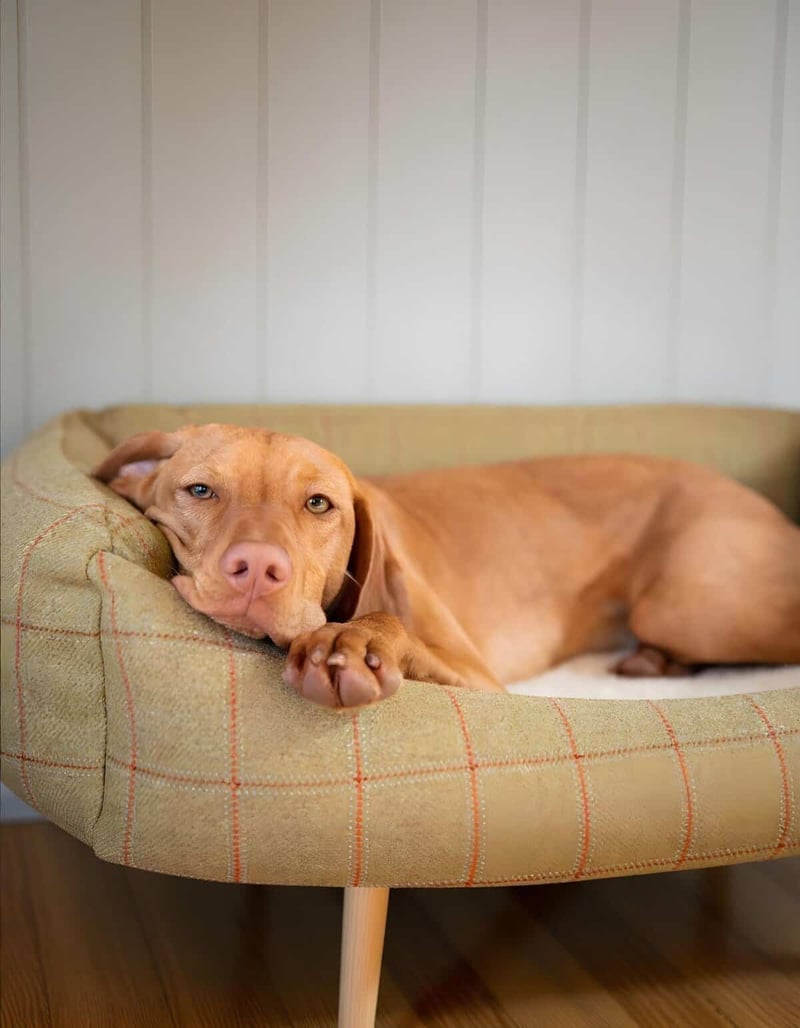 Comfortable dog relaxing on a soft, cushioned pet bed at home.