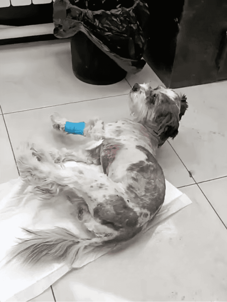 Small dog with a blue bandage lying on the floor, recovering from an injury.